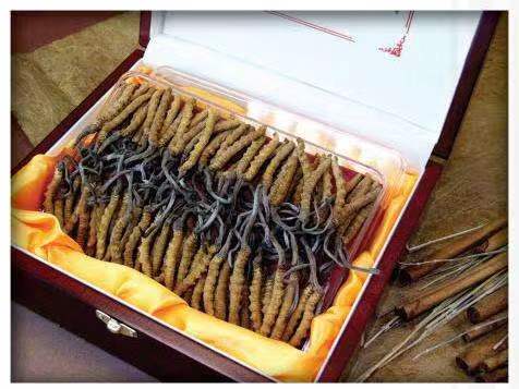 连南冬虫夏草回收